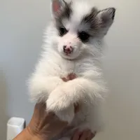 Bentley - NC or VA Pickup, a male Pomsky for sale in Raleigh, NC – Photo 9 of 10