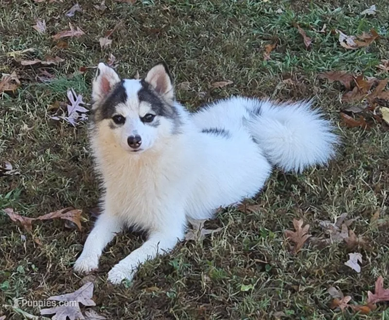 Bentley - NC or VA Pickup