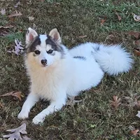 Bentley - NC or VA Pickup, a male Pomsky for sale in Raleigh, NC – Photo 1 of 10
