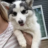 Bentley - NC or VA Pickup, a male Pomsky for sale in Raleigh, NC – Photo 5 of 10