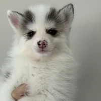 Bentley - NC or VA Pickup, a male Pomsky for sale in Raleigh, NC – Photo 8 of 10