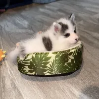 Bentley - NC or VA Pickup, a male Pomsky for sale in Raleigh, NC – Photo 10 of 10