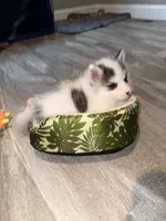 processed/11b708b3-5b62-40b9-addc-634fb3d80d67/listing/65860a99-4744-4dec-8030-b0d175278e7e/3b379168-0e0e-498f-bc48-6377d2745e8d