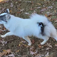 Bentley - NC or VA Pickup, a male Pomsky for sale in Raleigh, NC – Photo 3 of 10