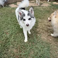 Bentley - NC or VA Pickup, a male Pomsky for sale in Raleigh, NC – Photo 6 of 10
