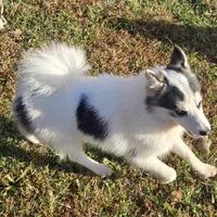 Bentley - NC or VA Pickup, a male Pomsky for sale in Raleigh, NC – Photo 4 of 10