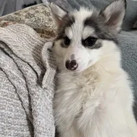 Bentley - NC or VA Pickup, a male Pomsky for sale in Raleigh, NC – Photo 7 of 10