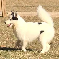 Louie -NC or VA Pickup, a male Pomsky for sale in Raleigh, NC – Photo 2 of 10