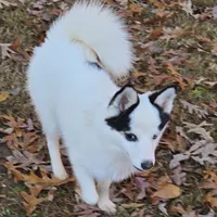 Louie -NC or VA Pickup, a male Pomsky for sale in Raleigh, NC – Photo 8 of 10