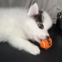 Louie -NC or VA Pickup, a male Pomsky for sale in Raleigh, NC – Photo 7 of 10