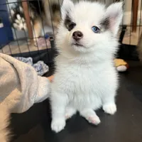 Louie -NC or VA Pickup, a male Pomsky for sale in Raleigh, NC – Photo 6 of 10