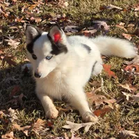 Louie -NC or VA Pickup, a male Pomsky for sale in Raleigh, NC – Photo 9 of 10