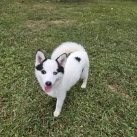 Louie -NC or VA Pickup, a male Pomsky for sale in Raleigh, NC – Photo 10 of 10