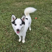 Louie -NC or VA Pickup, a male Pomsky for sale in Raleigh, NC – Photo 4 of 10