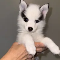 Louie -NC or VA Pickup, a male Pomsky for sale in Raleigh, NC – Photo 5 of 10