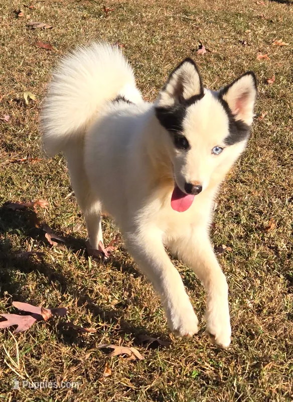 Louie -NC or VA Pickup