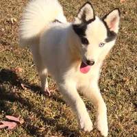 Louie -NC or VA Pickup, a male Pomsky for sale in Raleigh, NC – Photo 1 of 10