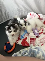 Lulu, a female Pomsky for sale in Raleigh, NC – Photo 10 of 10