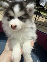 Lulu, a female Pomsky for sale in Raleigh, NC – Photo 2 of 10