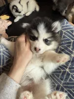 Lulu, a female Pomsky for sale in Raleigh, NC – Photo 5 of 10