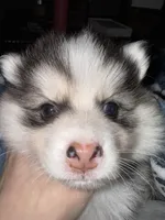 Lulu, a female Pomsky for sale in Raleigh, NC – Photo 9 of 10