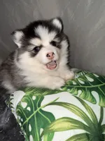 Lulu, a female Pomsky for sale in Raleigh, NC – Photo 3 of 10