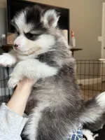 Lulu, a female Pomsky for sale in Raleigh, NC – Photo 7 of 10