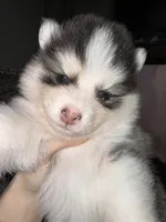 Lulu, a female Pomsky for sale in Raleigh, NC – Photo 6 of 10