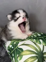 Lulu, a female Pomsky for sale in Raleigh, NC – Photo 4 of 10