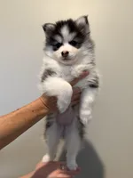 Lulu, a female Pomsky for sale in Raleigh, NC – Photo 1 of 10