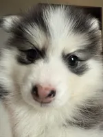 Lulu, a female Pomsky for sale in Raleigh, NC – Photo 8 of 10