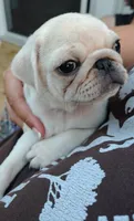 Ralphie, a male Pug for sale in Lima, OH – 5 of 5