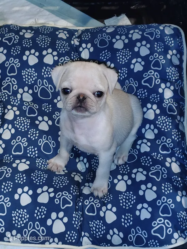 Darling – Pug puppy for sale in Lima, OH