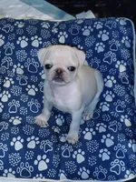Darling, a female Pug for sale in Lima, OH – 1 of 2