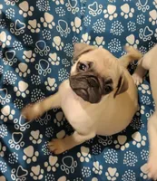 Dina, a female Pug for sale in Lima, OH – 2 of 3