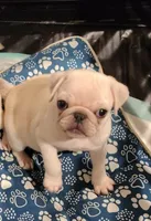Ralphie, a male Pug for sale in Lima, OH – 3 of 5