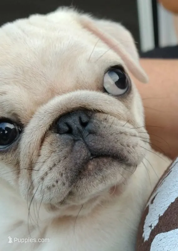 Ralphie – Pug puppy for sale in Lima, OH