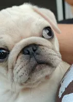 Ralphie, a male Pug for sale in Lima, OH – 1 of 5