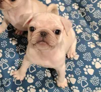 Ralphie, a male Pug for sale in Lima, OH – 2 of 5