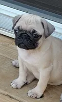 Dina, a female Pug for sale in Lima, OH – 1 of 3