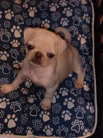 Darling, a female Pug for sale in Lima, OH – 2 of 2