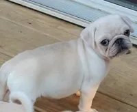 Ralphie, a male Pug for sale in Lima, OH – 4 of 5