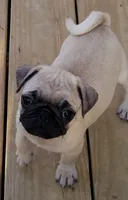 Dina, a female Pug for sale in Lima, OH – 3 of 3