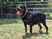 Orange male , a male Rottweiler for sale in Yanceyville, NC – 7 of 7