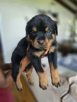Orange male , a male Rottweiler for sale in Yanceyville, NC – 2 of 7