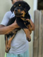 Orange male , a male Rottweiler for sale in Yanceyville, NC – 2 of 9