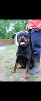 Blue Male Rottweiler , a male Rottweiler for sale in Yanceyville, NC – 4 of 8