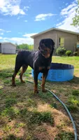 ROTTWEILER puppy, a male Rottweiler for sale in Yanceyville, NC – 3 of 6