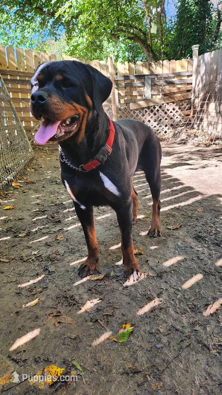 Raven , a female Rottweiler for sale in Yanceyville, NC – Photo 1 of 2