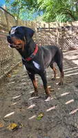 Raven , a female Rottweiler for sale in Yanceyville, NC – Photo 2 of 2